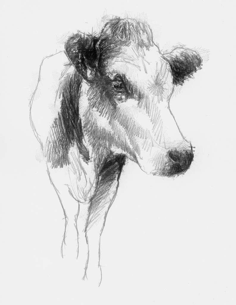 793x1024 Cow Sketch Cow, Sketches And Prints - Cow Sketch Art