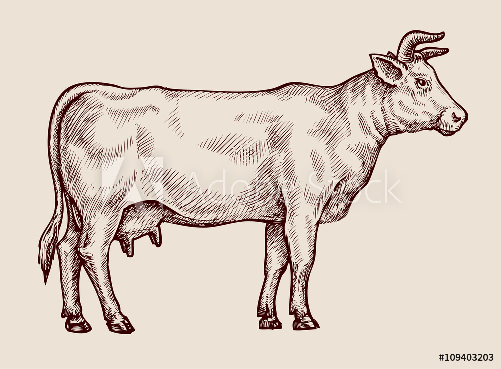 1000x737 Photo Amp Art Print Sketch Cow. Hand Drawn Vector Illustration - Cow Sketch Art
