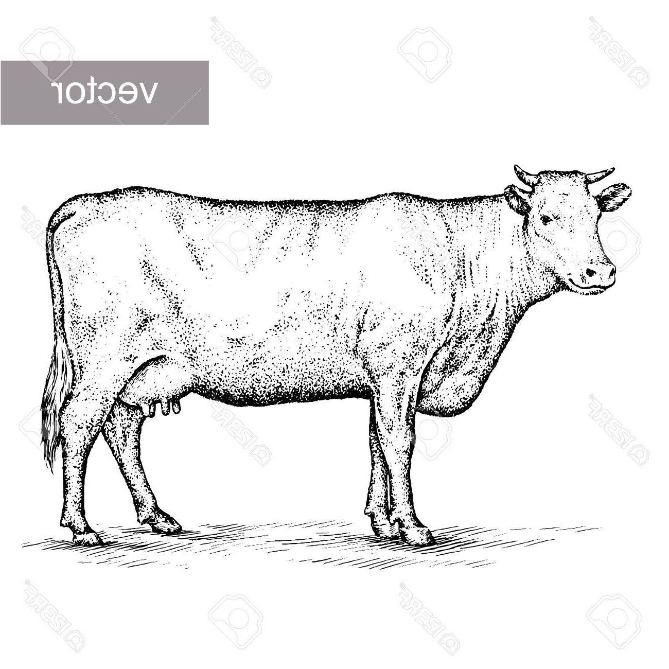 1300x1300 Unique Engrave Isolated Cow Vector Illustration Sketch Linear Art - Cow Sketch Art