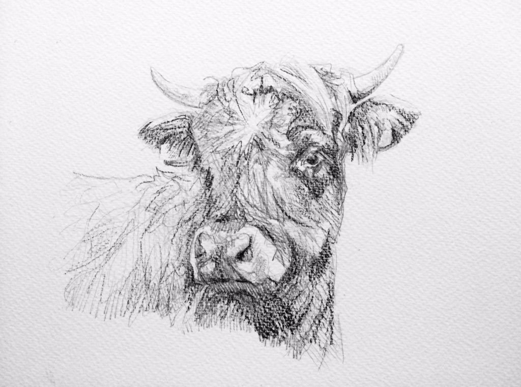 1024x762 Art By Lucy Wilson On Twitter Day 90 - Cow Sketch Art