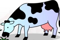210x140 Tag Cow Drawing For Kid - Cow Sketch For Kids