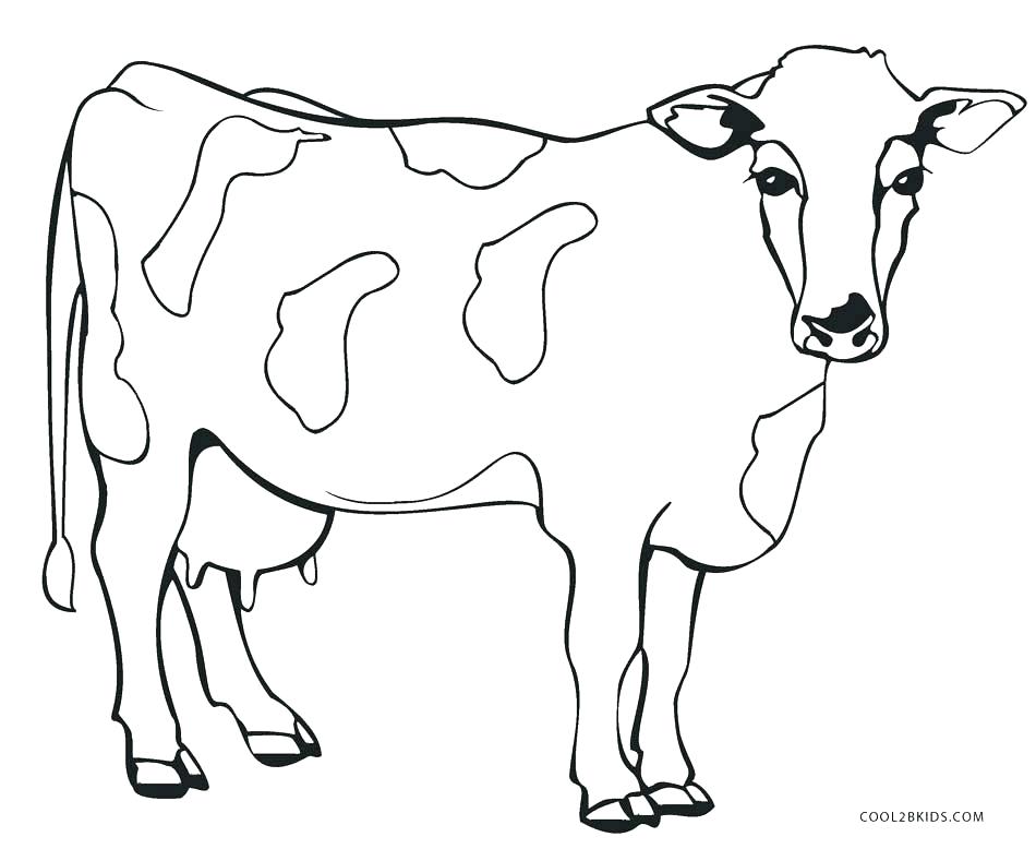 8400 Angus Cow Coloring Pages Pictures