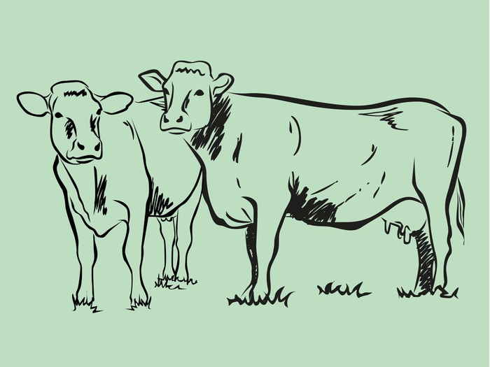 700x525 Cow Sketch Wall Mural We Live To Change - Cow Sketch Images