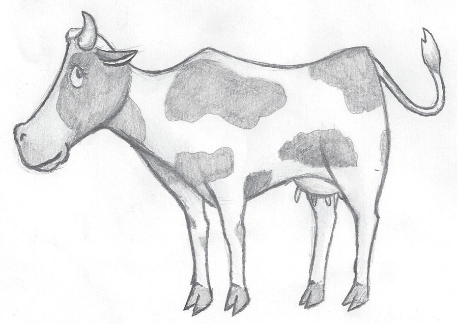 900x636 Cow Sketch By Wlodarczykmaciej - Cow Sketch Images