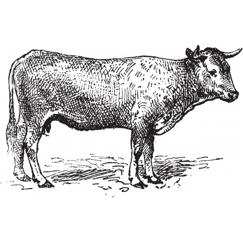 500x500 Cow Sketch - Cow Sketch Images