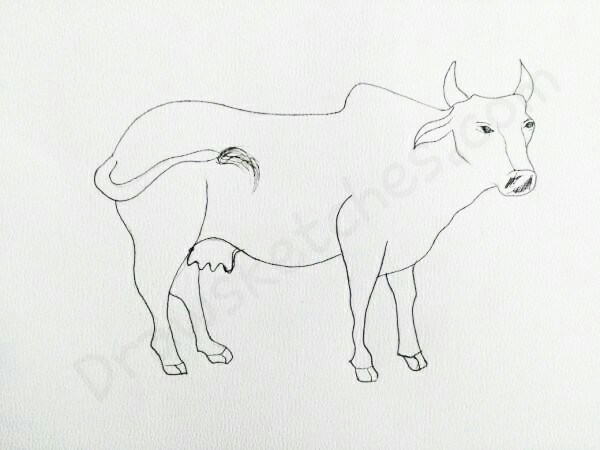 600x450 How To Draw A Cow In A Few Easy Steps With Pictures - Cow Sketch Images
