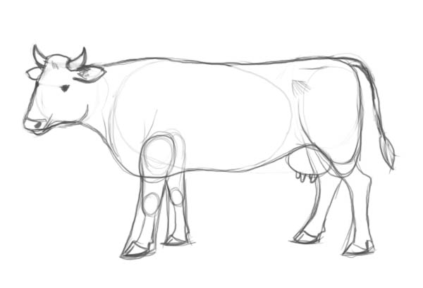 600x409 How To Draw A Cow Step By Step - Cow Sketch Images