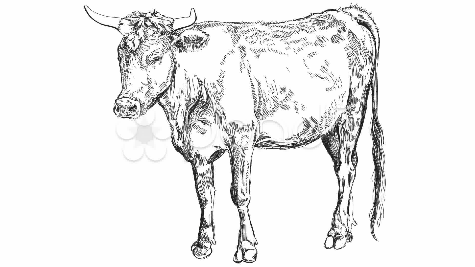 1920x1080 Stock Video Cow Sketch ~ Buy Now - Cow Sketch Images