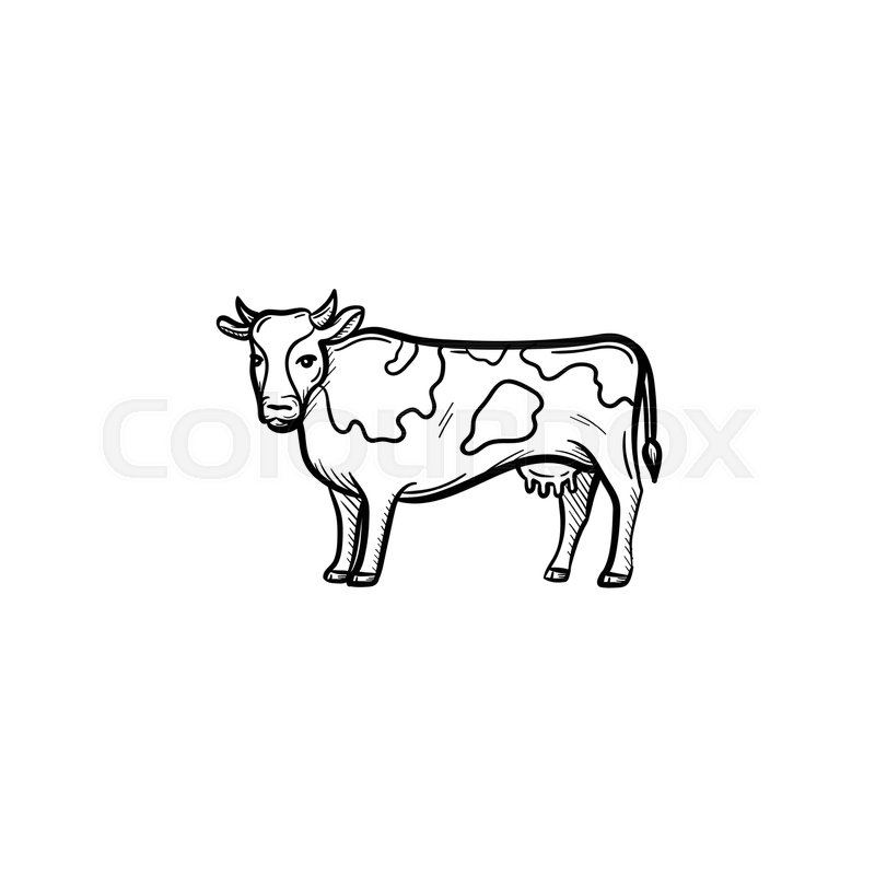 800x800 Vector Hand Drawn Cow Outline Doodle Icon. Cow Sketch Illustration - Cow Sketch Images