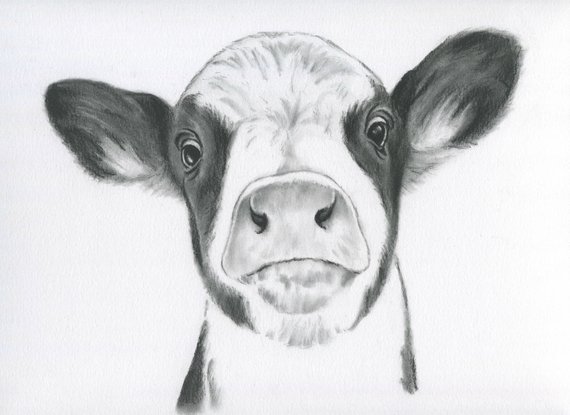 570x415 Cow Portrait Farmhouse Decor Original Cow Art Charcoal Etsy - Cow Sketch Images