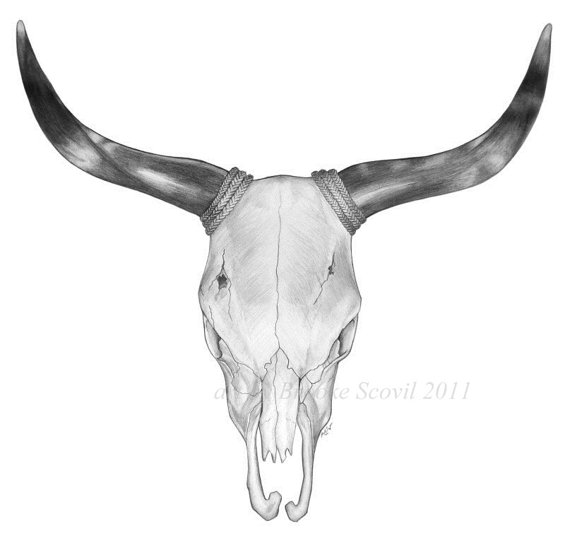 800x754 Bull Skull Illustration - Cow Skull Sketch