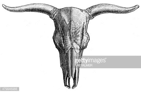 451x299 Cow Skull Engraving 1895 Premium Clipart - Cow Skull Sketch