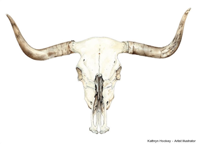 800x585 Cow Skull Pencil Drawing - Cow Skull Sketch