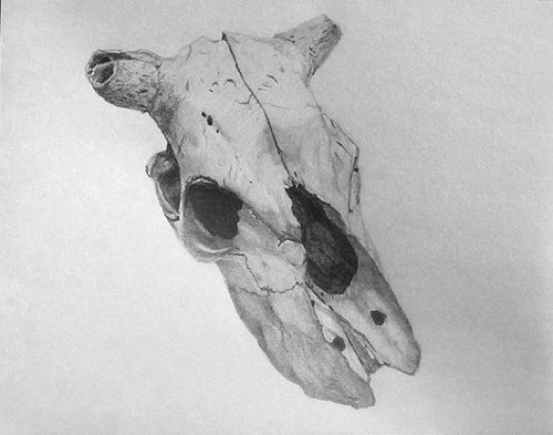 500x393 Cow Skull Sketch - Cow Skull Sketch
