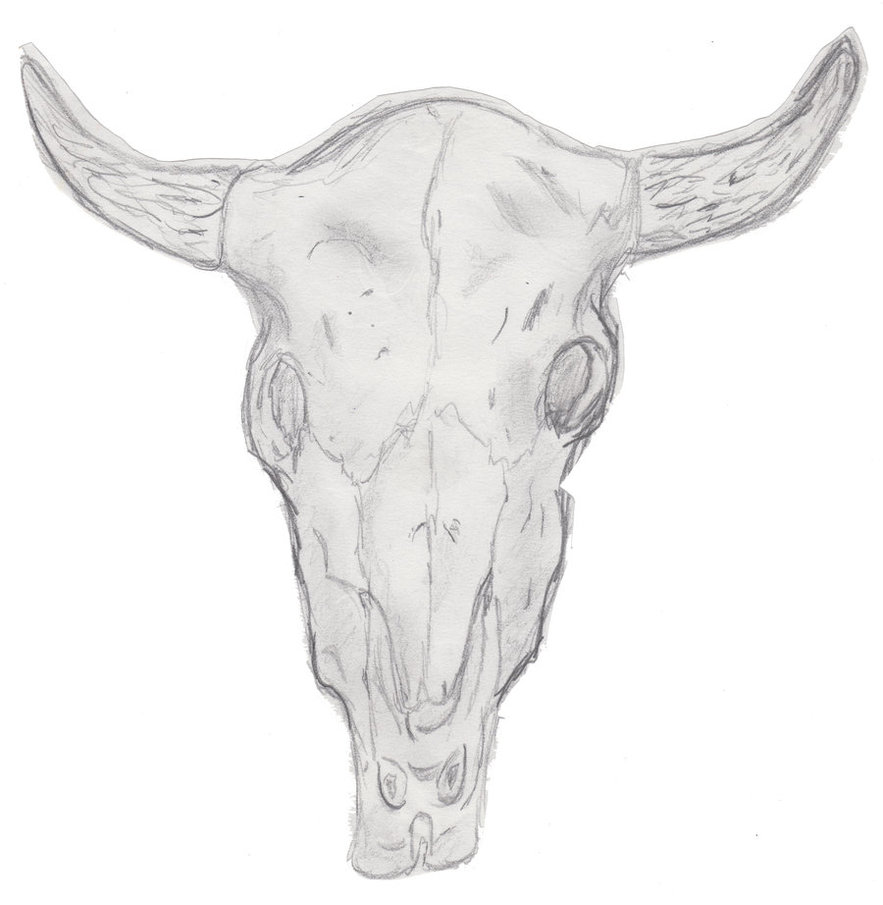 883x905 Cow Skull Sketch By Poorartman - Cow Skull Sketch