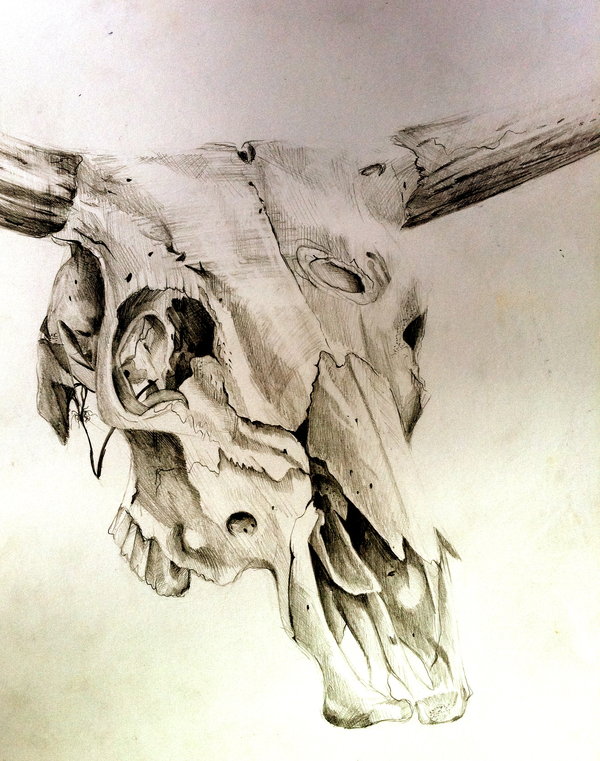 600x761 Cow Skull By Lucky978 - Cow Skull Sketch