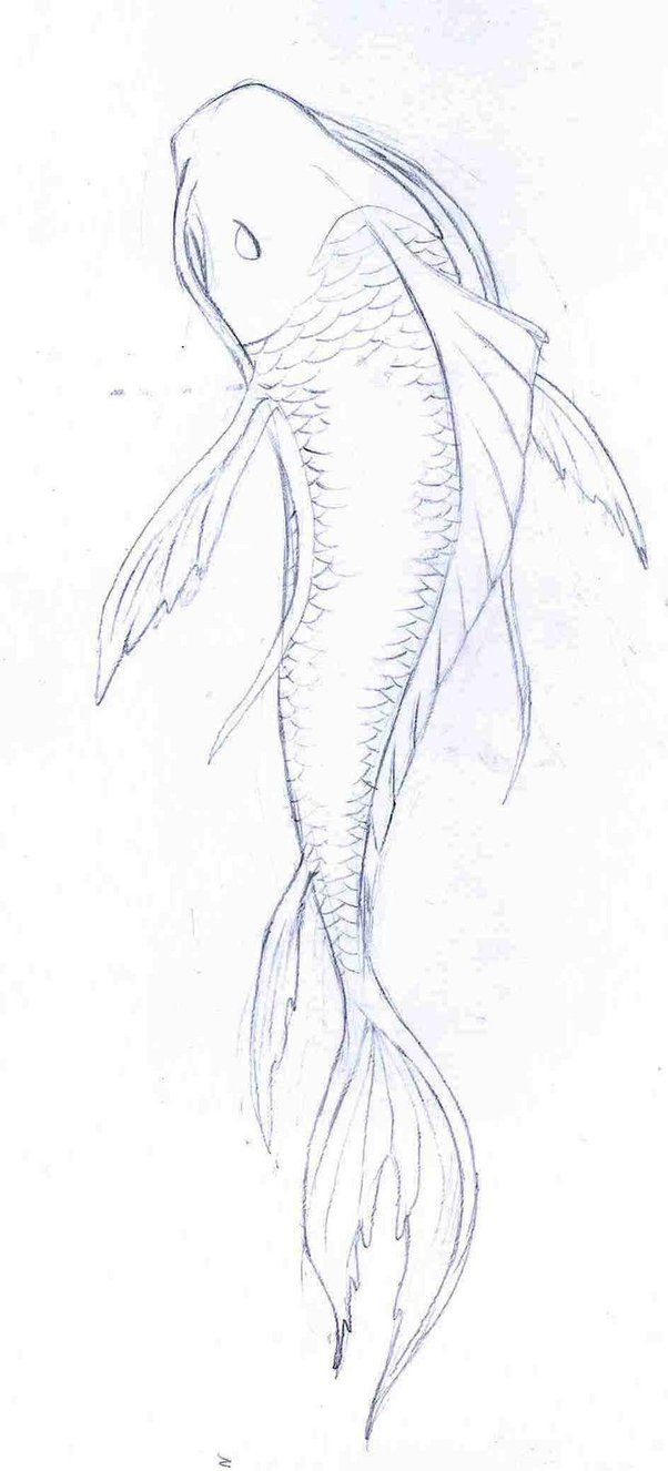 602x1326 Koi Fish Drawings In Pencil - Coy Fish Sketch