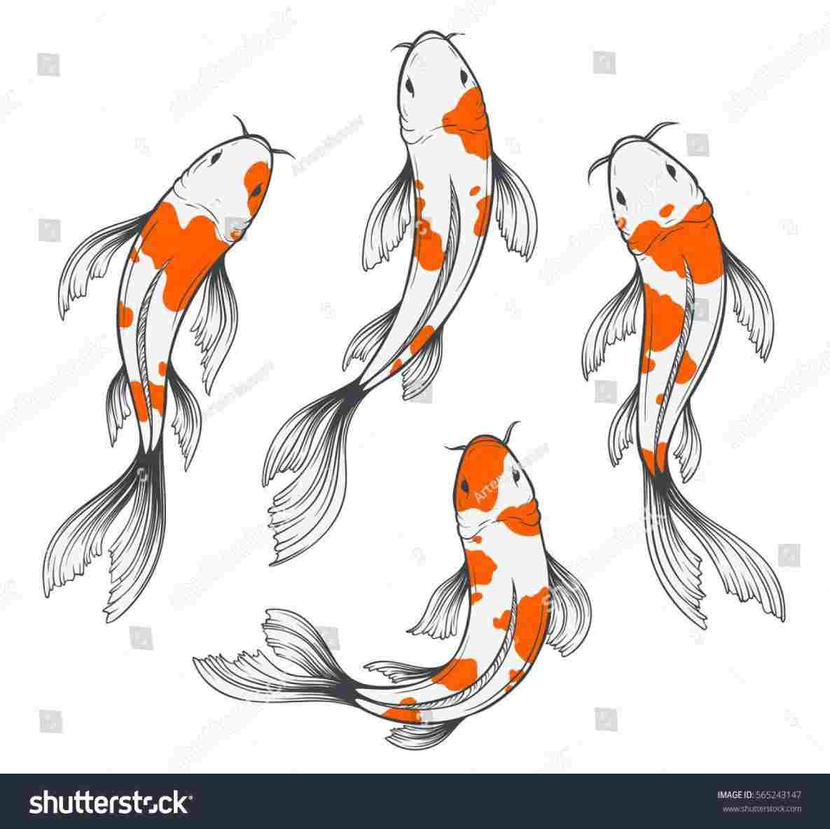 1185x1183 Traditional Japanese Koi Es Top View Simple Sketch Rhcom - Coy Fish Sketch