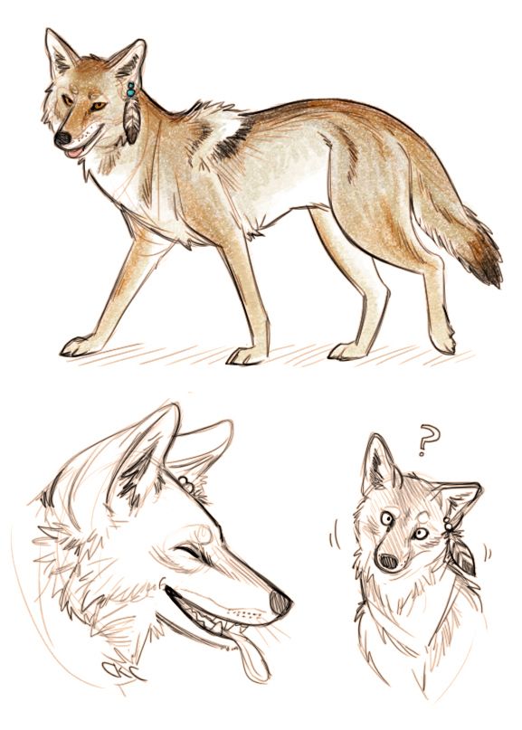 577x807 Coyote Sketches By Inonibird Character Design - Coyote Sketch
