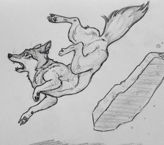 540x478 Coyote Sketch Holly Braffet - Coyote Sketch