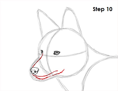 500x386 How To Draw A Coyote - Coyote Sketch