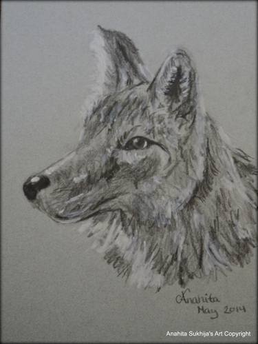 375x499 Saatchi Art The Coyote Drawing By Anahita Sukhija - Coyote Sketch