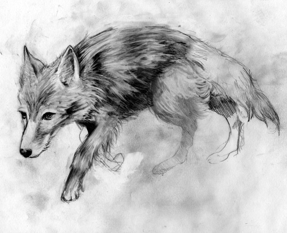 592x480 Alison Lovejoy Spain - Coyote Sketch