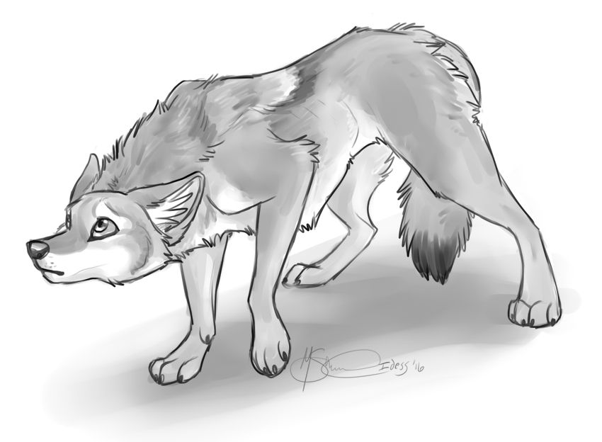 850x624 Timid Coyote Patreon Sketch Weasyl - Coyote Sketch