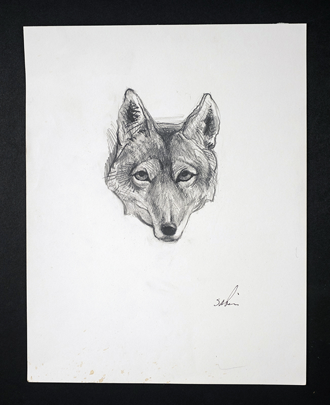 651x800 Trickster Spirit Canoe - Coyote Sketch