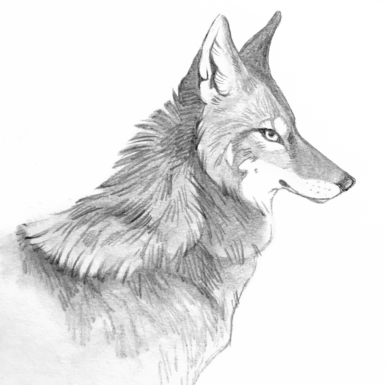Coyote Sketch at Explore collection of Coyote Sketch