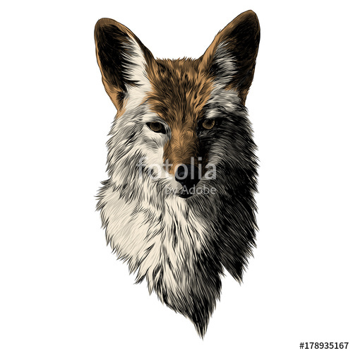 500x500 Coyote Sketch Head Vector Graphics Color Picture Stock Image And - Coyote Sketch