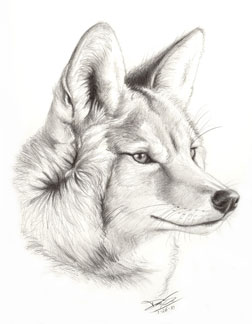 252x324 Behind Coyote. Behind The With Kim - Coyote Sketch