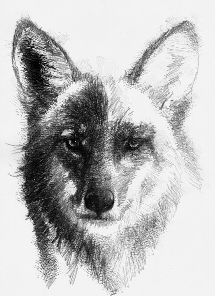 743x1024 Coyote Sketch A Day Sketches, Artist And Draw - Coyote Sketch