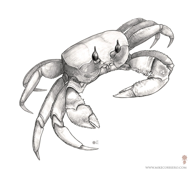 Crab Sketch at PaintingValley.com | Explore collection of Crab Sketch