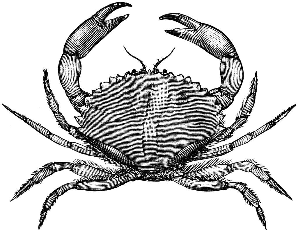 1024x802 Crab Clipart Arthropod - Crab Sketch