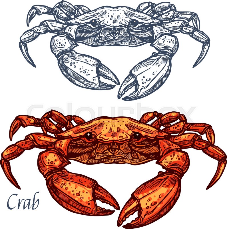 795x800 Crab Sketch Vector Icon. Isolated Ocean Lobster Crustaceans - Crab Sketch