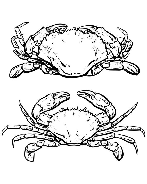 570x713 80% Off Sale Vector Crab Drawing. Hand Drawn Outline Seafood Etsy - Crab Sketch