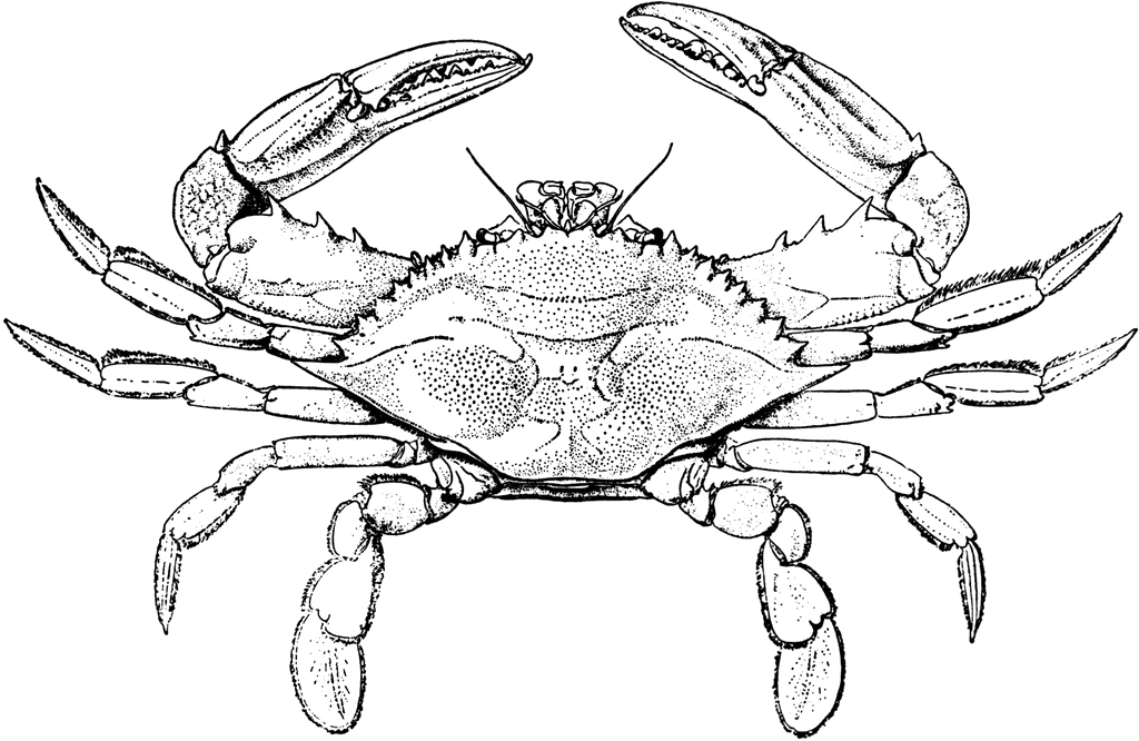 1024x666 Blue Crab Drawing Bullroast Crab Clipart, Crab Art - Crab Sketch
