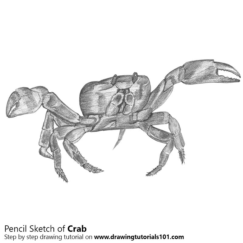 800x800 Crab Pencil Drawing - Crab Sketch Images