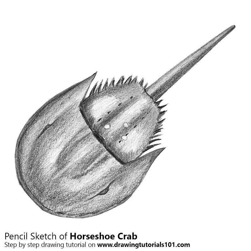 800x800 Horseshoe Crab Pencil Drawing - Crab Sketch Images