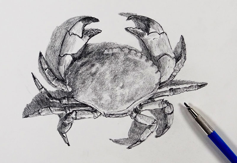 800x549 How To Sketch A Crab - Crab Sketch Images