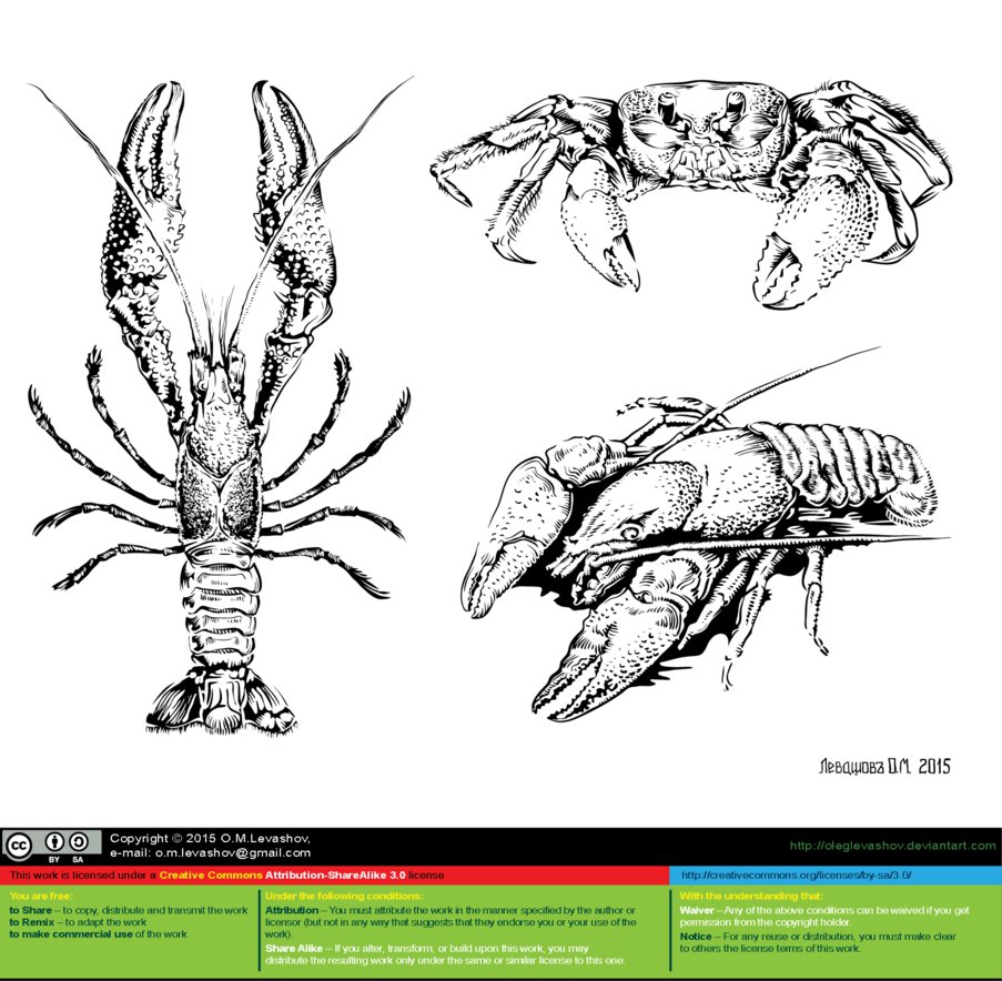 903x884 Lobsters And Crab (Sketch) By Oleglevashov - Crab Sketch Images