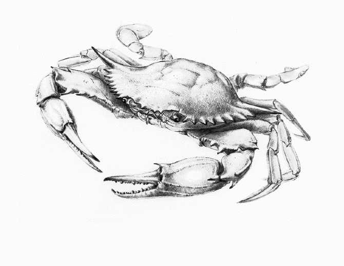670x517 Crab Drawing - Crab Sketch Images