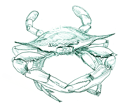 400x349 Crab Sketch By Camilo Graphics - Crab Sketch Images