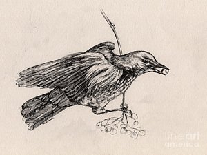 300x225 Cranberry Drawings Fine Art America - Cranberry Sketch