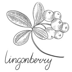 240x240 Cranberry Photos, Royalty Free Images, Graphics, Vectors Amp Videos - Cranberry Sketch