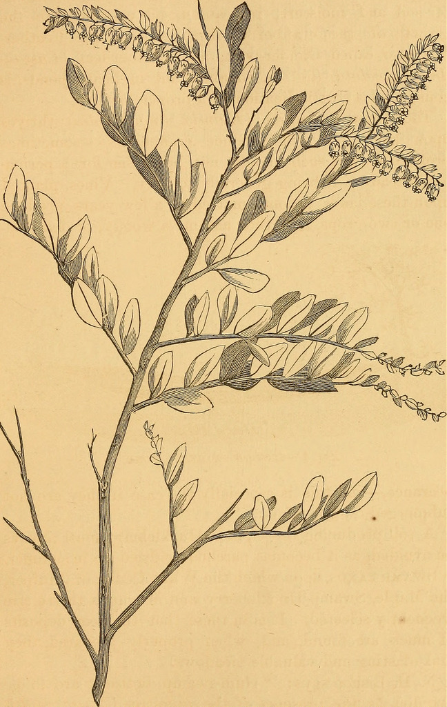 648x1025 Image From - Cranberry Sketch