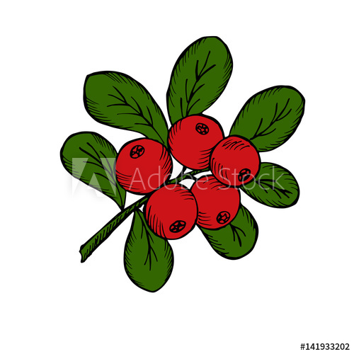 500x500 Sowberry With Leaves And Branches. Illustration Doodle Sketch Hand - Cranberry Sketch