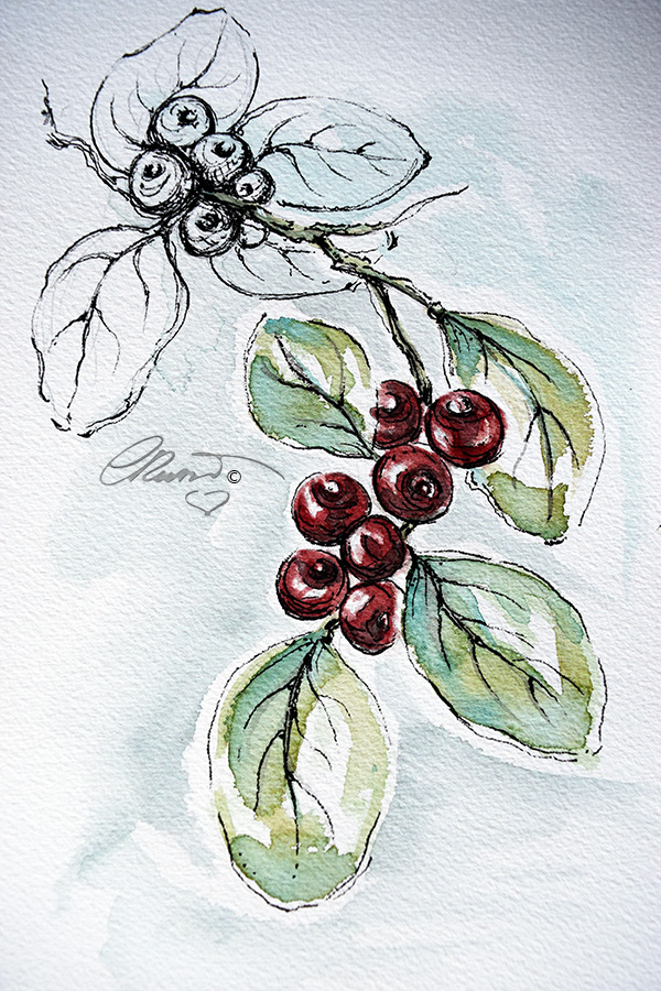 600x900 Watercolor Cranberry Yesterdayafter - Cranberry Sketch