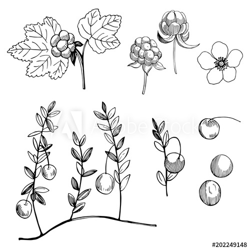 500x499 Cloudberry And Cranberry.hand Drawn Forest Berry. Vector Sketch - Cranberry Sketch